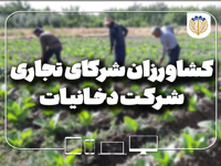 کشاورزان شرکای تجاری شرکت دخانیات ایران
