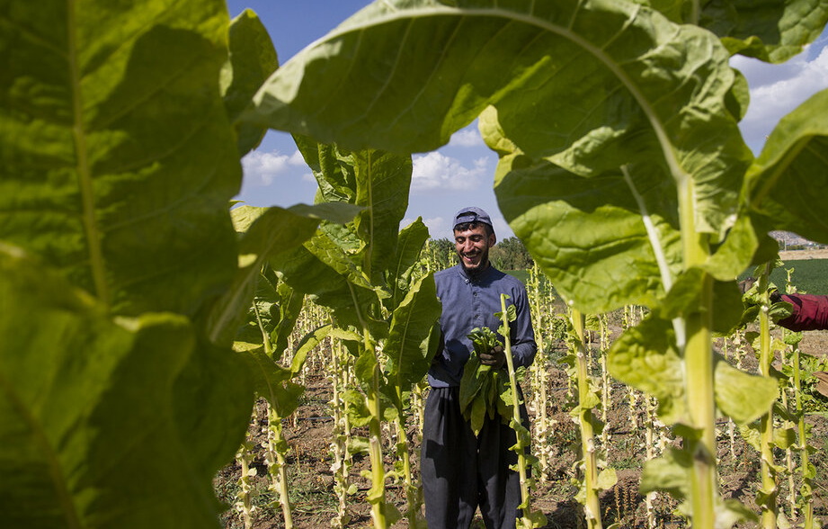 رشد 300 درصدی پرداختی به کشاورزان توتونکار در مقایسه با مدت مشابه