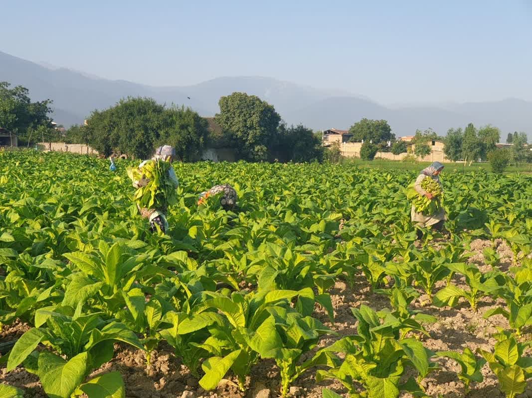 آغاز برگ‌چینی توتون در سال زراعی ۱۴۰۴ در مجتمع دخانیات گلستان