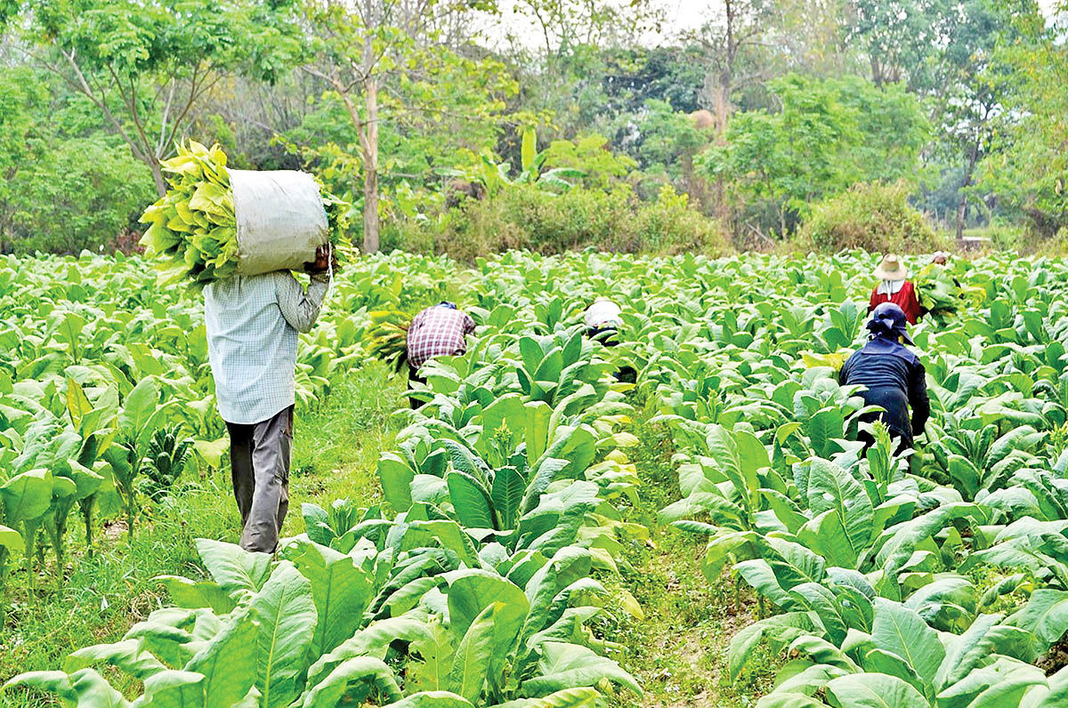تمامی مطالبات کشاورزان توتون کار از شرکت دخانیات ایران پرداخت شد
