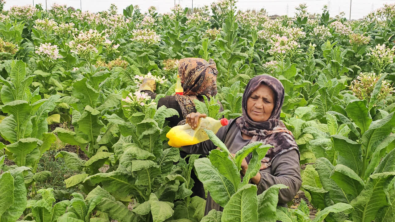 سفر مدیرعامل شرکت دخانیات ایران به استان گلستان